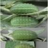 calloph chalybeitincta larva4 volg1